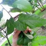 Guazuma ulmifolia 葉