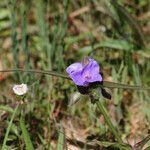 Tradescantia hirsutiflora Хабит