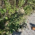 Eupatorium altissimum Alkat (teljes növény)