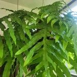 Phlebodium decumanum Leaf