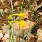 Narcissus gaditanus 花