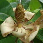 Magnolia obovata 花