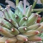 Pachyphytum compactum Hábito