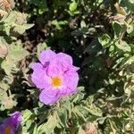 Cistus albidusFlor