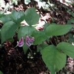 Lathyrus venetus Blad