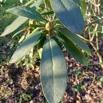 Rhododendron maximum Blatt