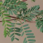 Aeschynomene elaphroxylon पत्ता