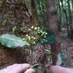 Garcinia densiflora Habit