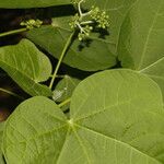Jatropha curcas Blatt