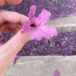 Tabebuia impetiginosa Blüte