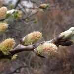 Salix sikkimensis Агульны выгляд