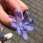 Cichorium endiviaBlodyn