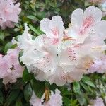 Rhododendron williamsianum 花