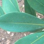 Norantea guianensis Coajă