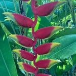 Heliconia rostrata 花