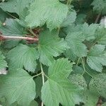 Viburnum macrocephalum Leaf