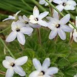 Petrocosmea grandiflora