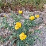 Glaucium flavum Habitat