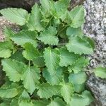 Campanula carpatica Habit