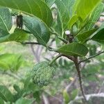 Annona squamosa Fruit