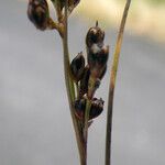 Juncus gerardi Frucht