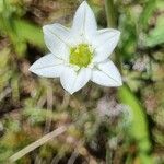 Oziroe arida Flower