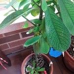 Euphorbia umbellata Fruit