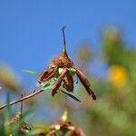 Hypericum lanceolatum Фрукт