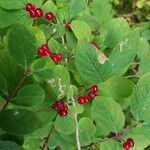 Lonicera xylosteum Fruit