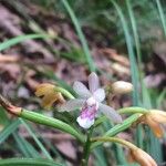 Oeceoclades monophylla 花