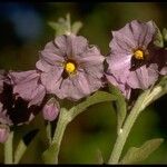 Solanum umbelliferum ᱵᱟᱦᱟ