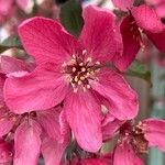 Malus × floribunda Flower