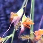 Melinis minutiflora Flor