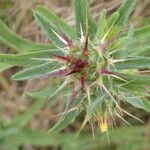 Centaurea melitensis Blüte