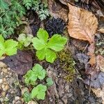 Ranunculus recurvatus Leaf