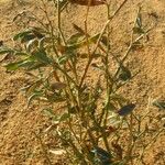 Tephrosia purpurea Blatt