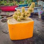 Mammillaria elongata Blatt