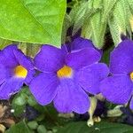 Thunbergia battiscombei Flower