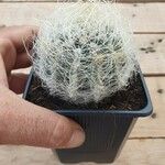 Cephalocereus senilis Blad