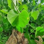 Ipomoea spathulata Leaf