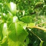 Pyrus cordataFuelha