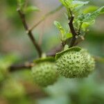 Datura metel Fruto