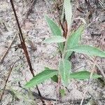 Baccharoides guineensis Leaf