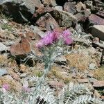 Carduus carlinoides Flower