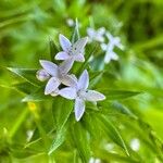 Sherardia arvensis Floare