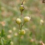 Crotalaria hyssopifolia Frukto