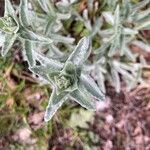 Tanacetum cinerariifolium Lorea