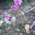 Silene scabriflora Habit