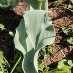 Tulipa undulatifolia Листок