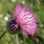 Tyrimnus leucographus Lorea